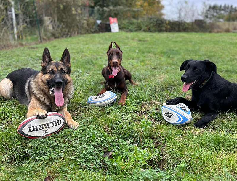 3 chiens coucher avec sous la pâte un ballon de ruby